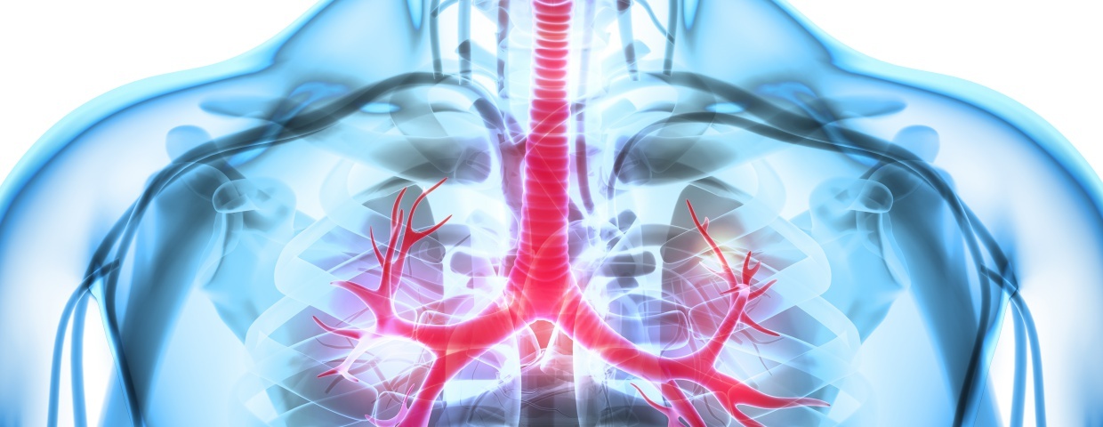 respiratory system respiratory system
