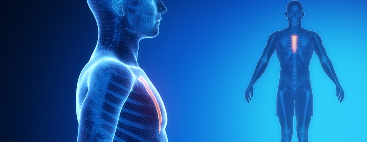 3D image of skeletal man highlighting sternum 3D image of skeletal man highlighting sternum